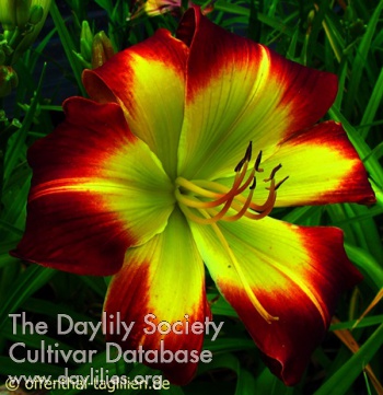 Daylily With or Without You